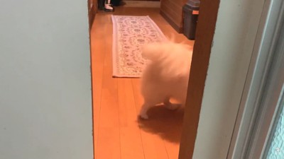 意外と素直に説得に応じるコハクくん