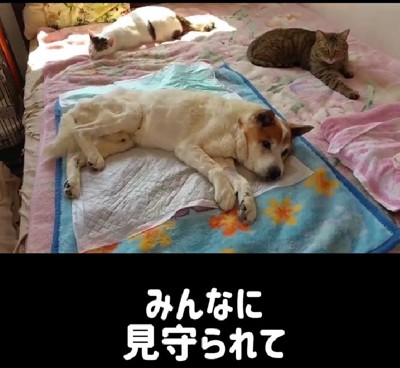 寝るときも一人じゃない