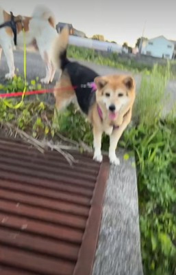 見つめる犬