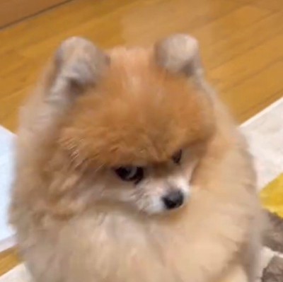 横目で男性の顔を見る犬