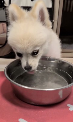 ミルクちゃんにそっくり