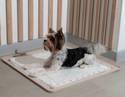 トイレに座り込む犬