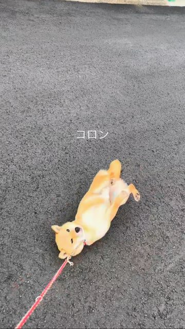 道に仰向けで転がる豆柴