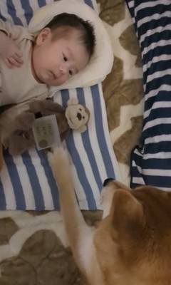 赤ちゃんのおもちゃに手を出す柴犬
