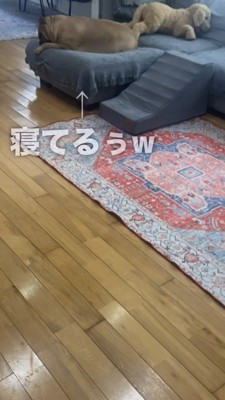 ソファーの上で寝ている犬