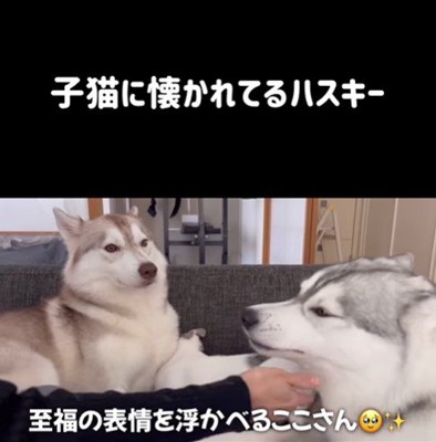 りりたん&ここちゃん&くぅちゃん3