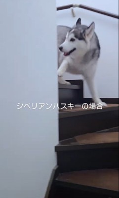 クーちゃんとルナちゃんの反応8