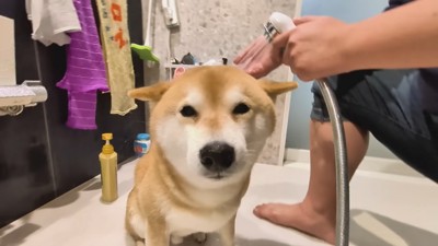 シャンプーをするスティーブくん5