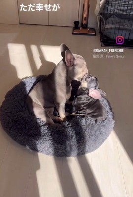 ととまる君＆らんまる君2