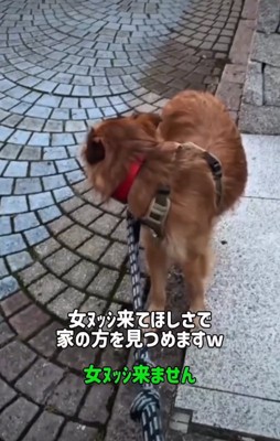 振り返る犬1
