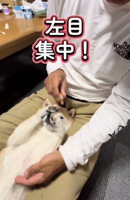 左目に目薬を差される犬