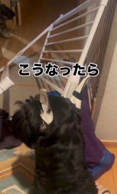 ゲートを破壊したリンツちゃん9