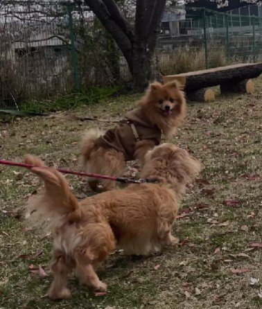 すっかり家に馴染んだ