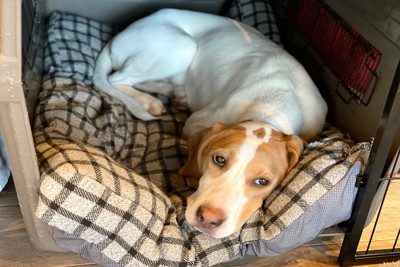 犬小屋の中でいじける犬