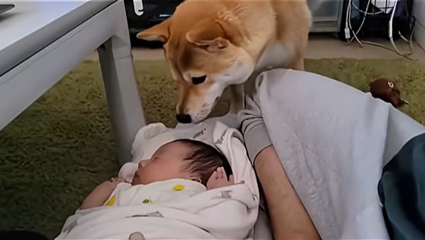 匂いを嗅ぎ続けるわらびちゃん