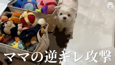 おもちゃを探すナナくん8