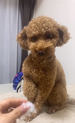 イタズラをしたviviくん