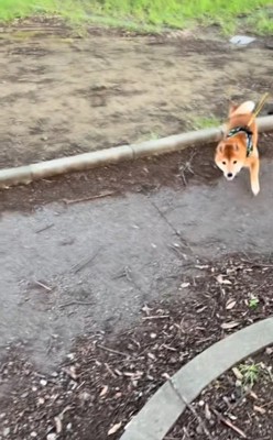 ダッシュする福ちゃん