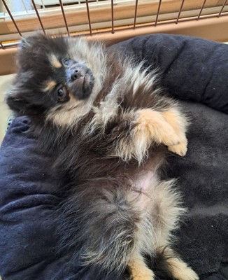 妹犬・るるちゃん