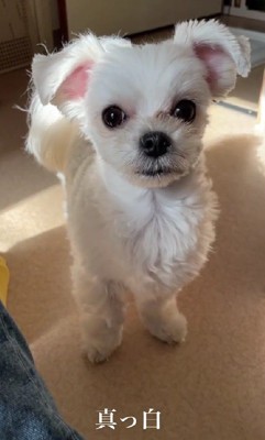 どちらの毛色もカワイイ♡