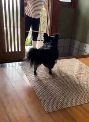 黒い犬の後ろ姿
