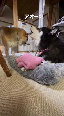 遠吠えをする母犬と息子犬