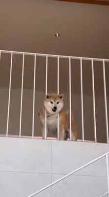 2階の柵の間に頭を入れて、1階を眺める犬