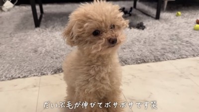 トリミング前の小殿くん