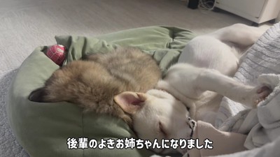 後輩犬とも添い寝します