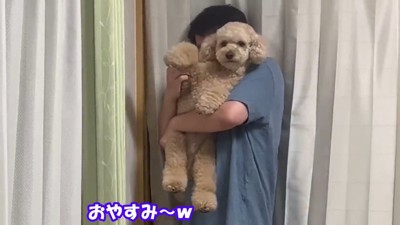 男性に抱っこされる犬