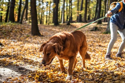 犬に引っ張られている飼い主