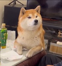 こたつに前脚をかける柴犬