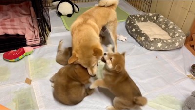 子犬をあやす母親犬