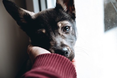 顔を撫でられている犬