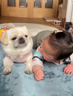 顔を見つめ合う犬と赤ちゃん