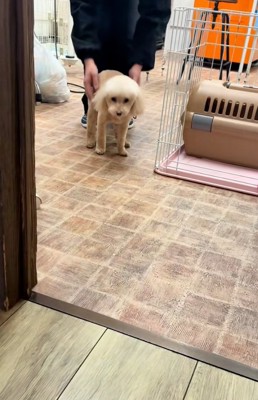 近くにきたモカちゃん