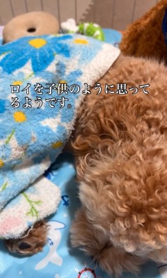 眠る犬