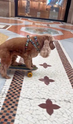 「スケボー姿を見せて!」