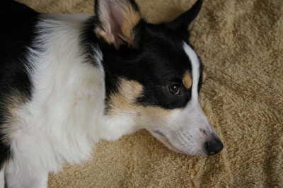 不満そうに横になる犬