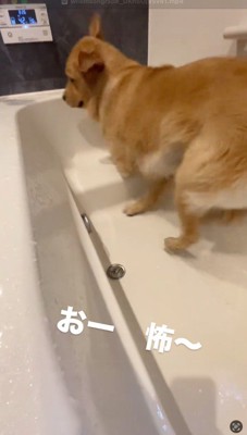 排水口から離れる犬