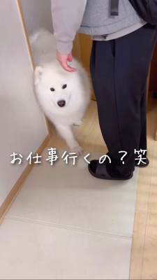 リビングに戻るサモエド