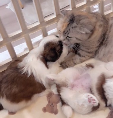 子犬の顔を舐める猫
