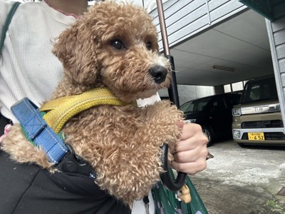 傘