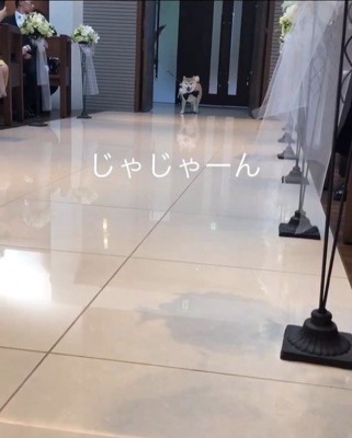 リングドッグに挑戦する豆助座衛門くん