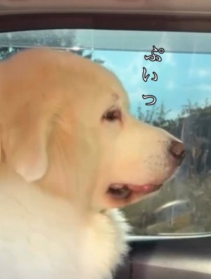 顔を背けるシェリーちゃん