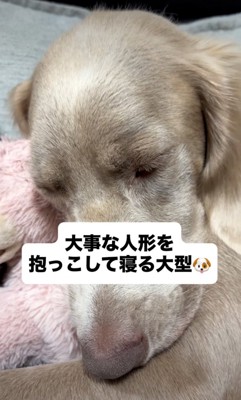 眠る犬