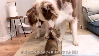 「遊ぼうよ～♪」