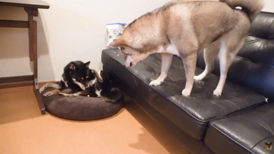 「ちょうだい!」と吠えたら…
