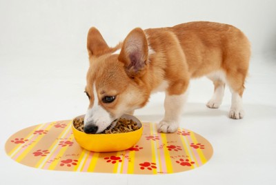 ドッグフードを食べるコーギー