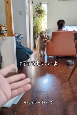 こちらを見つめる大型犬